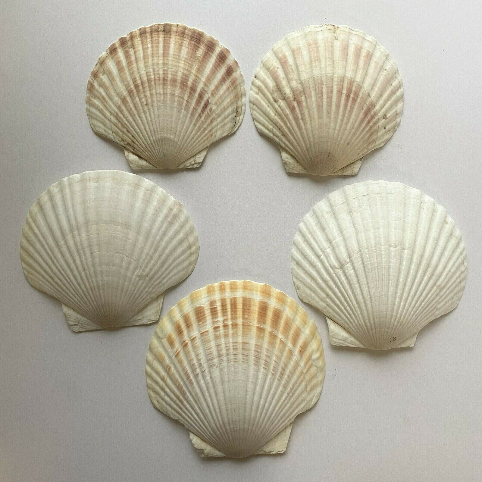 Vintage Japan Baking Shells - Set Of 5 Large 5.5" Scallops -cuisine Crafts Decor