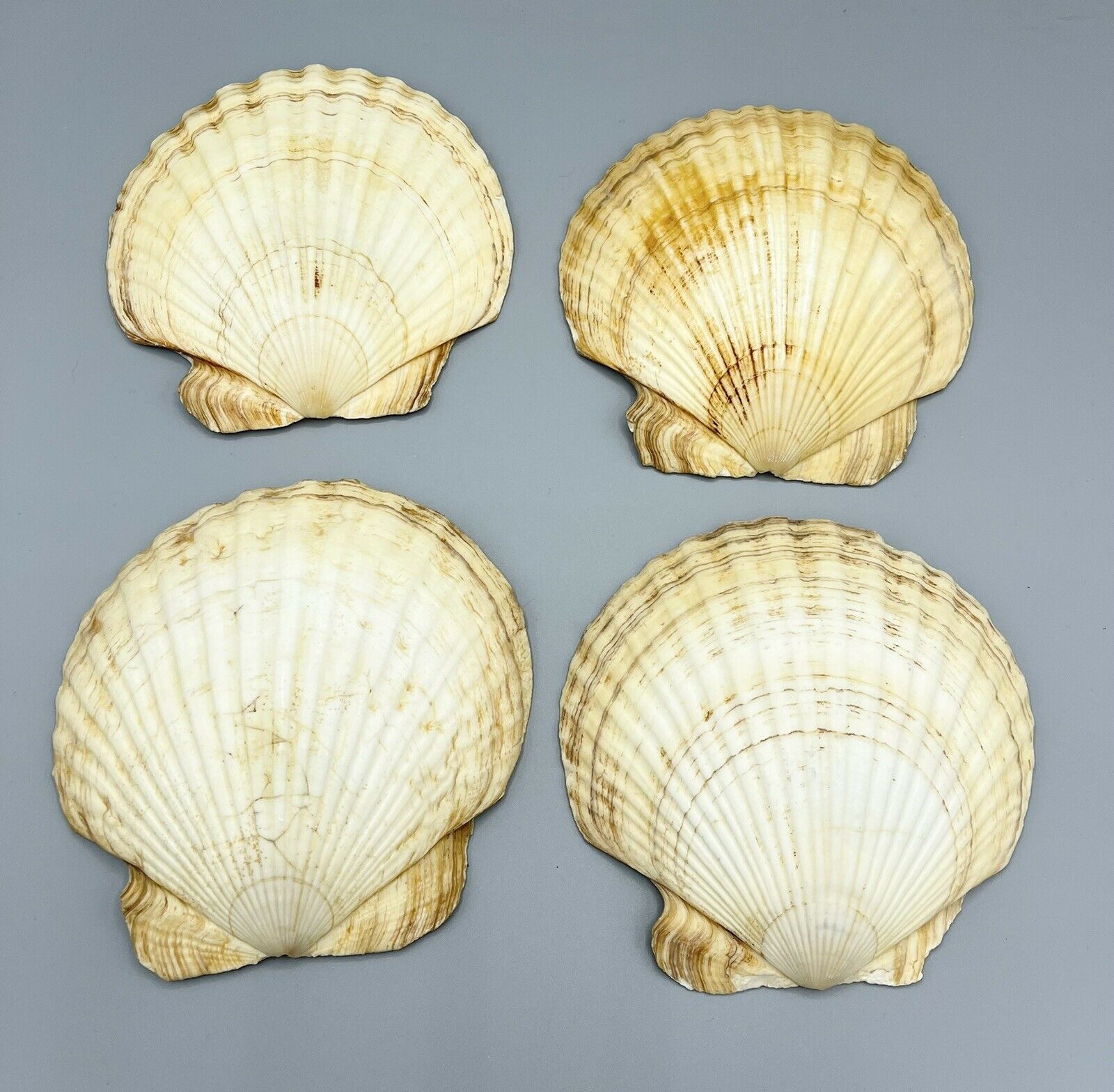 Lot Of 4 Large 6” Lions Paw Scallop Clam Shells Seashell Soap Dish Beach Craft