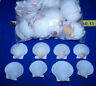100  White Florida Scallop  Sea Shells Seashell Crafts Wedding Item # Wfss-100