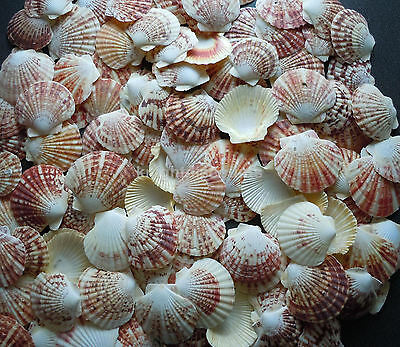 Sea Shells Pecten Natural (approx 55) Macassarien Macarensis Nobolis Scallop