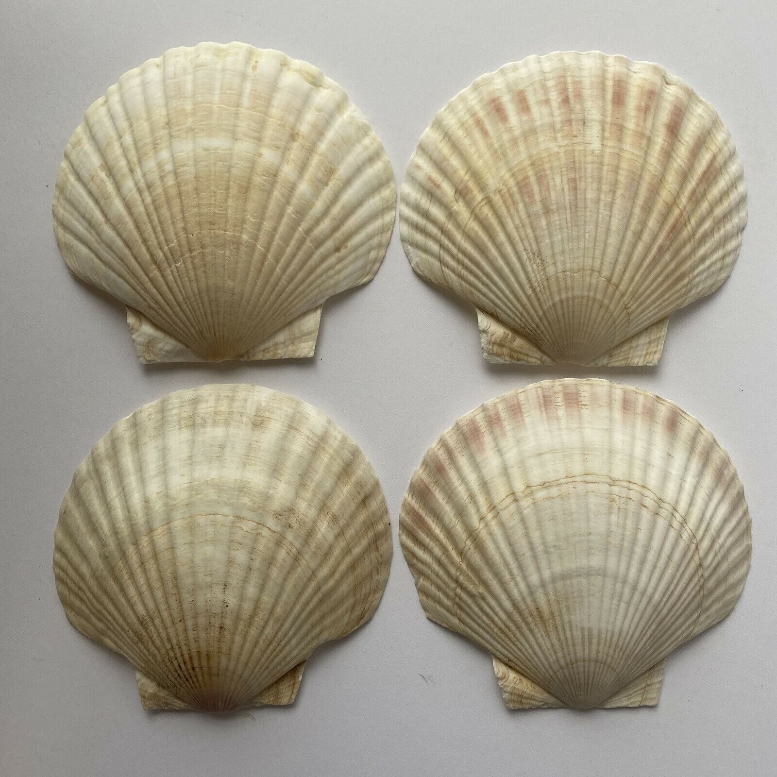 (4) Large ~6" Sea Scallop Shells White/pink/orange/yellow Hues For Crafts Decor