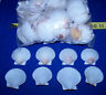 12  White Florida Scallop Shells Sea Shells Seashells Crafts Wedding Decor