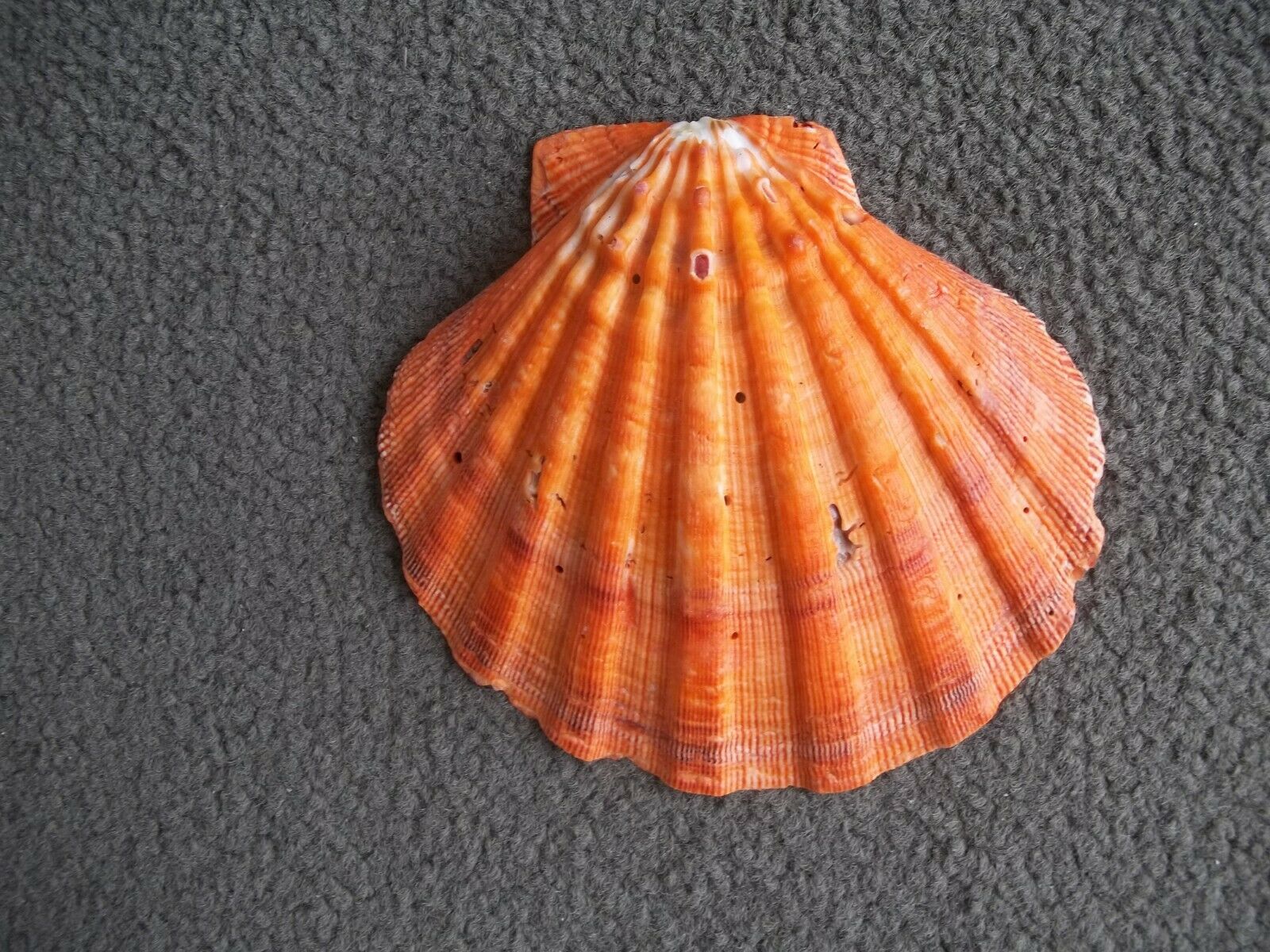 Orange Lions Paw Scallop Shell  5" Plus Seashell Beach Nautical Decor