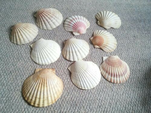 Lot Of 10 Clam Seashells 5-6 Inches Scallop