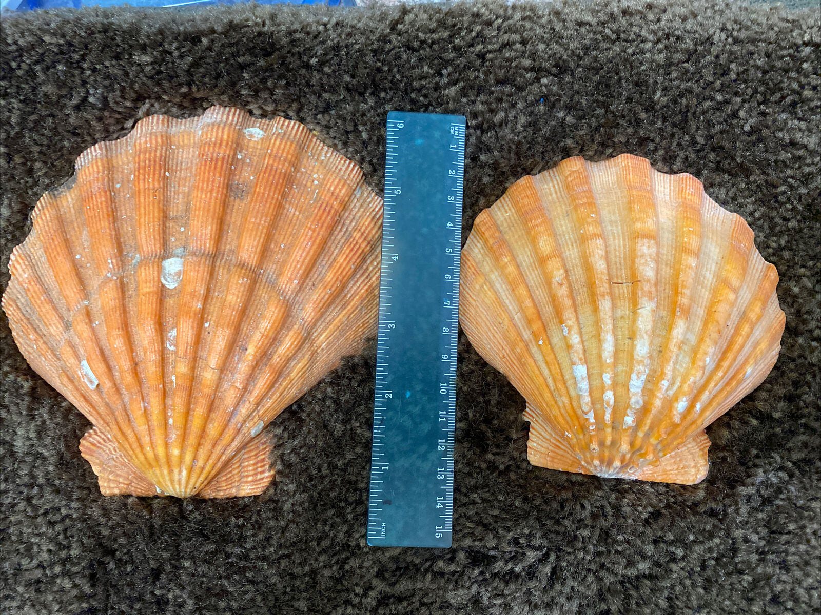 2 Orange  Lions Paws Scallop 6”& 4 “seashells For Collecting,crafts, Etc