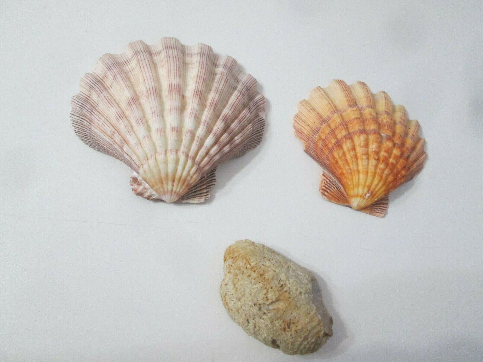(2) Large Flat Scallops Shells Seashells 4.5", 5" & Oyster Shell
