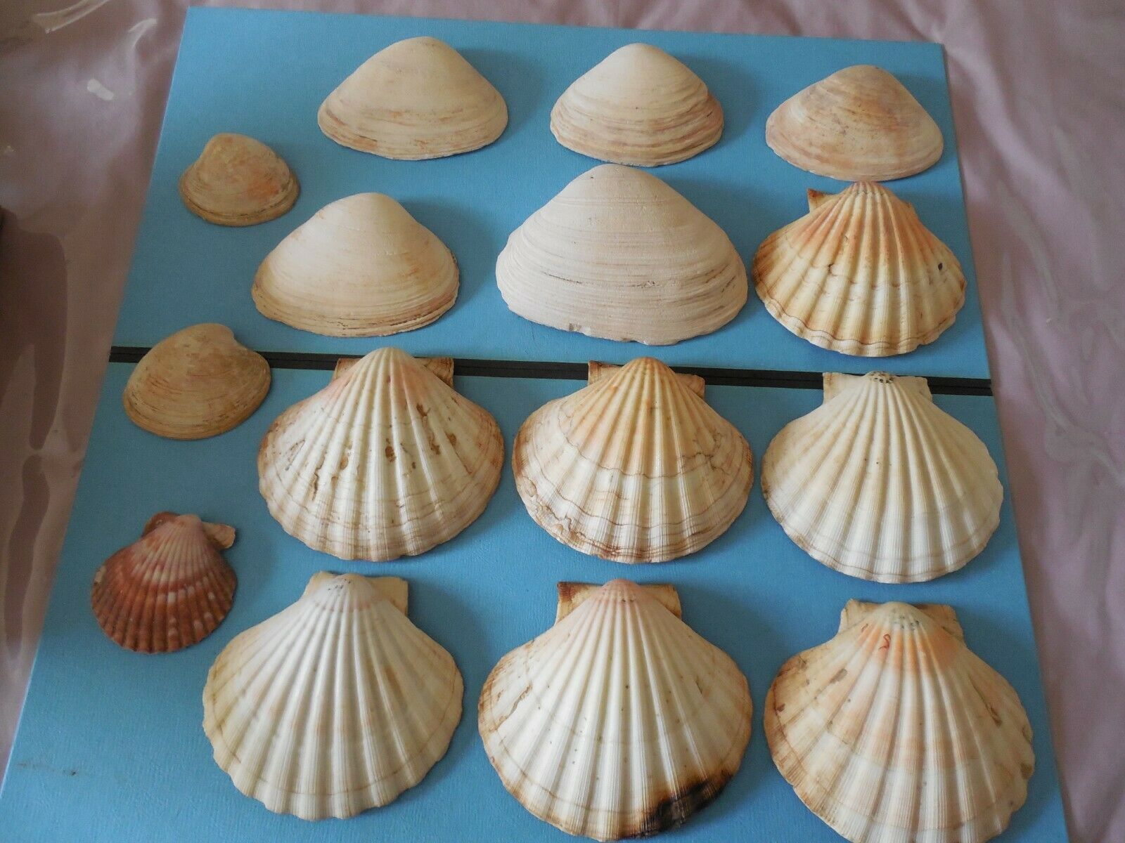12 Baking Scallop Clam Seafood Cooking Shells 4 1/4" - 5 3/4" +3 Small 2 3/4"